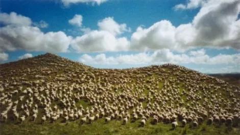 3369064 sheep everywhere new zealand11