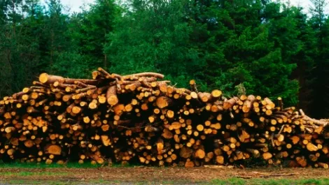 Thinkstockphotos 97770244